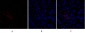 Smad3 Polyclonal Antibody